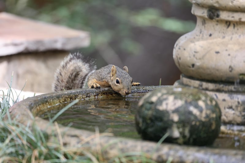 Fabled Fountains