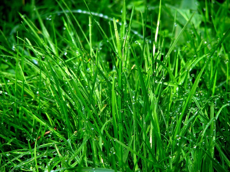 Greenery Sorcery