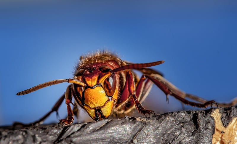 Mystical Pest Control
