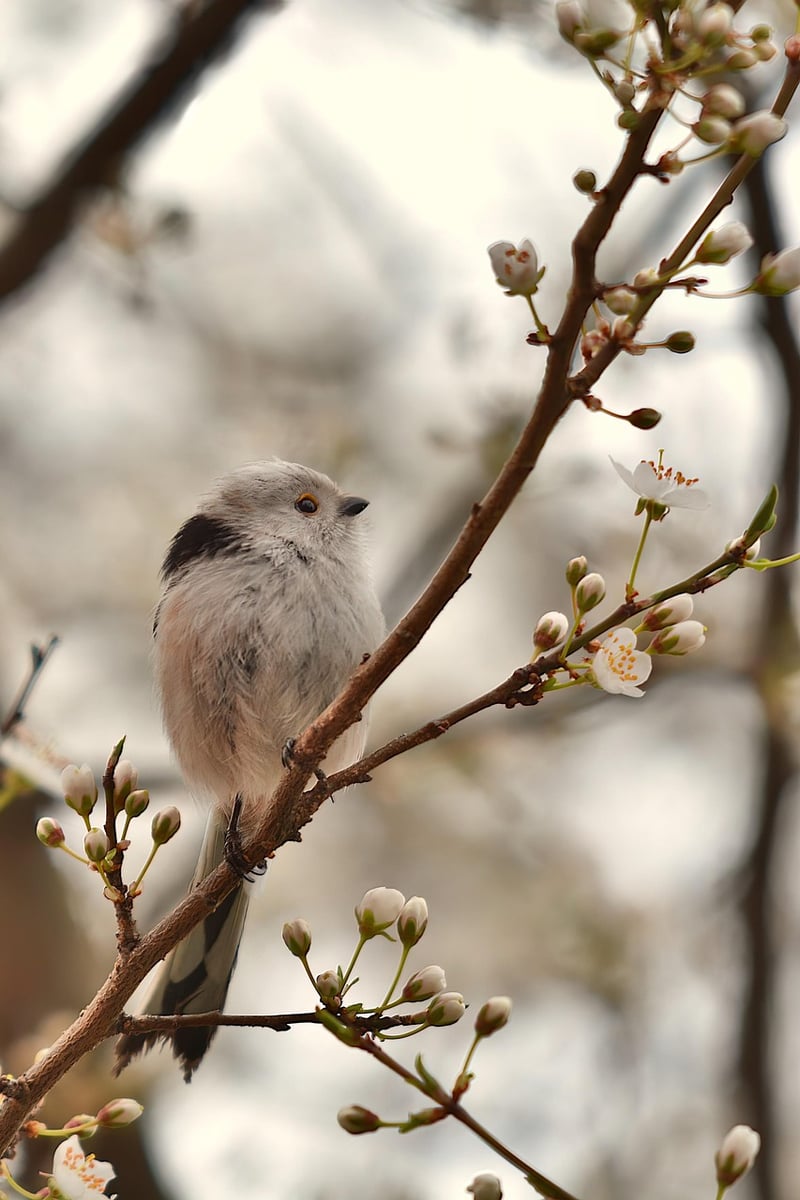 Birdsong